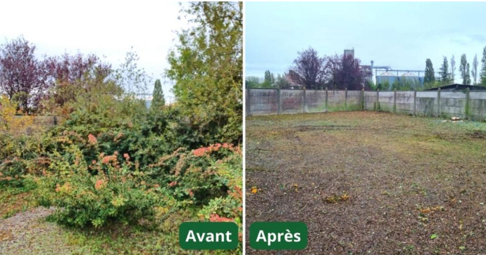 Avant après débroussaillage d'une emprise électrique