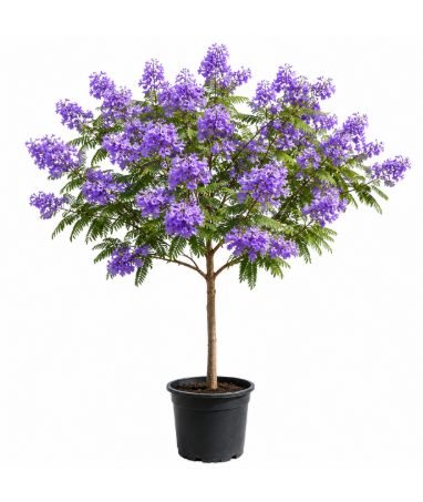 Jacaranda mimosifolia