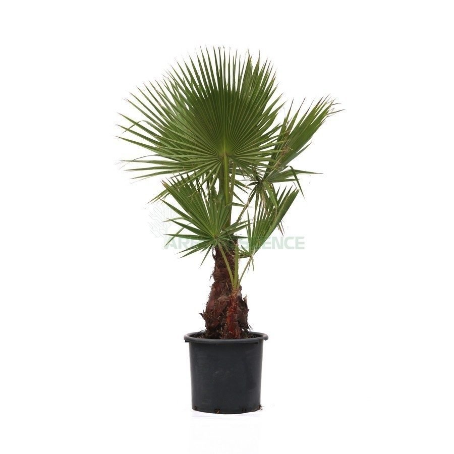 Washingtonia filifera
