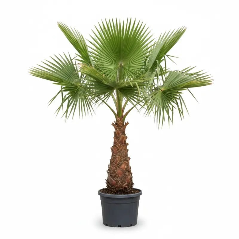 Washingtonia robusta